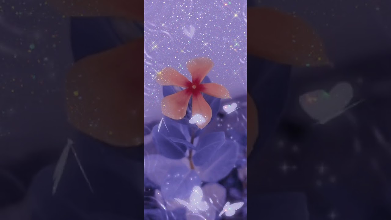 beautiful flowers photography