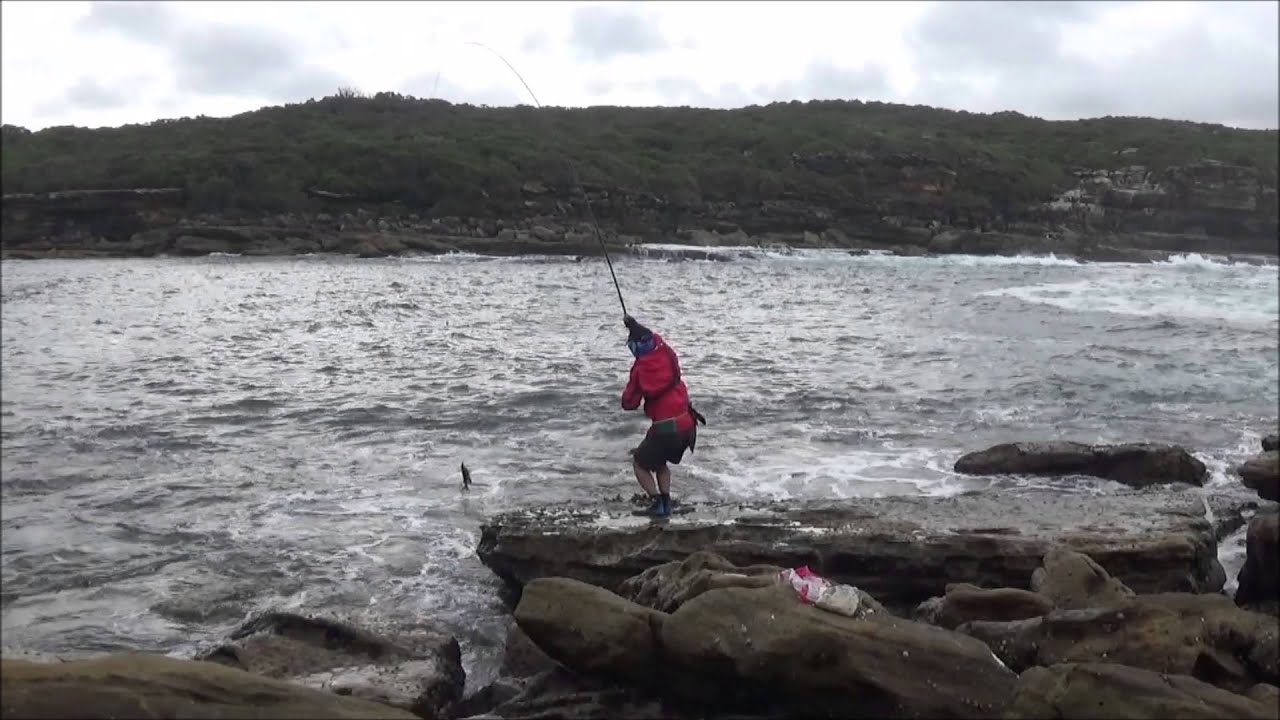 Catching luderick off the rocks with the Hearty Rise ISO Arasei