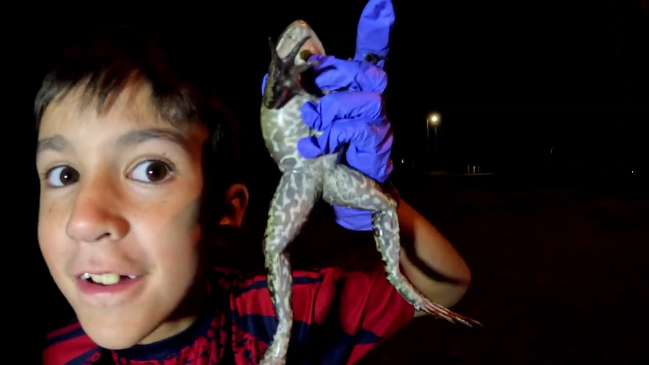 Bullfrog and turtle hunting after it rained! 10/1/2025