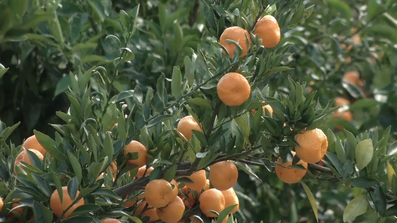Bulloch County Farmer Leading Georgia’s Citrus Movement