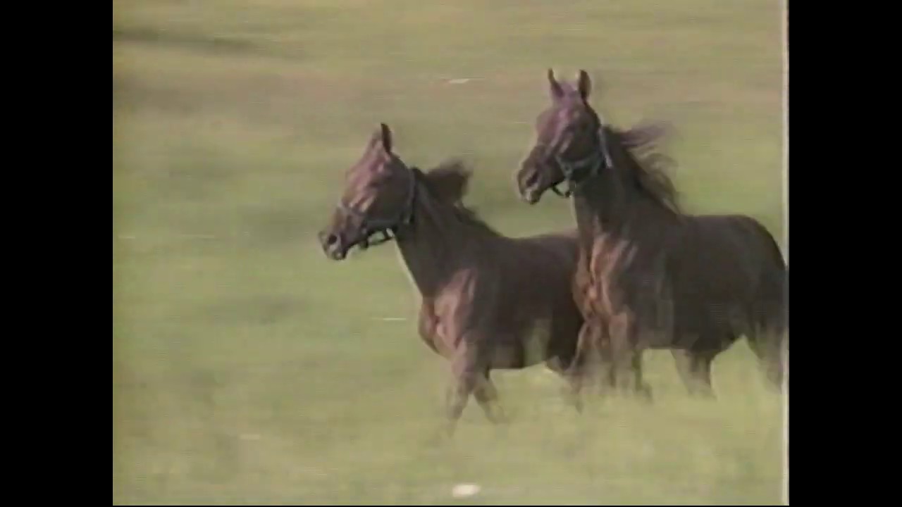 The Heartland Series - The Tennessee Walking Horse
