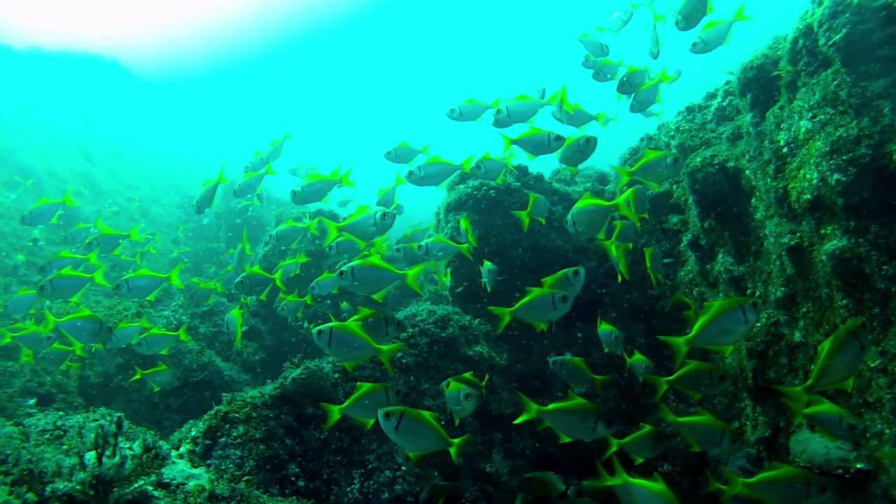 Shark Alley - North Stradbroke Island [AUS] SCUBA