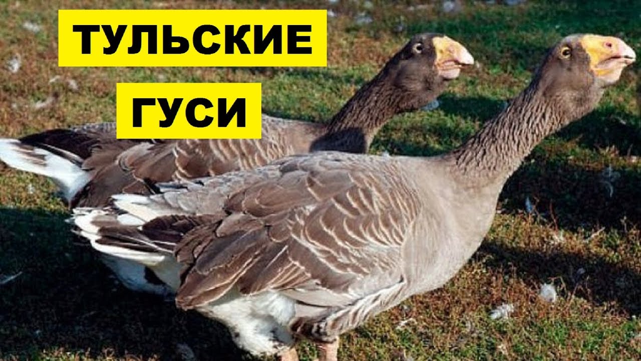 Разведение Тульских гусей как бизнес идея | Тульские гуси