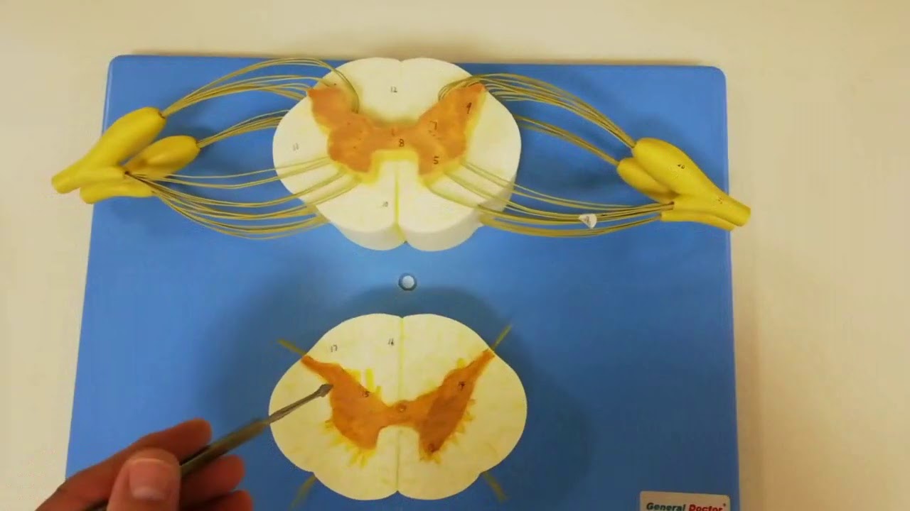 العمود الفقري والحبل الشوكي Vertebral Column and spinal cord