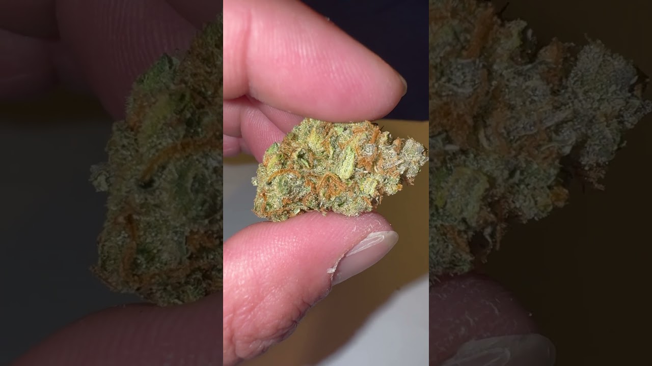 TERPY TIME TASTE BUDS !!!! - NEW DROP !!!! - THAT SUPER SILVER HAZE !!!! - BY - @NoTillKings #new