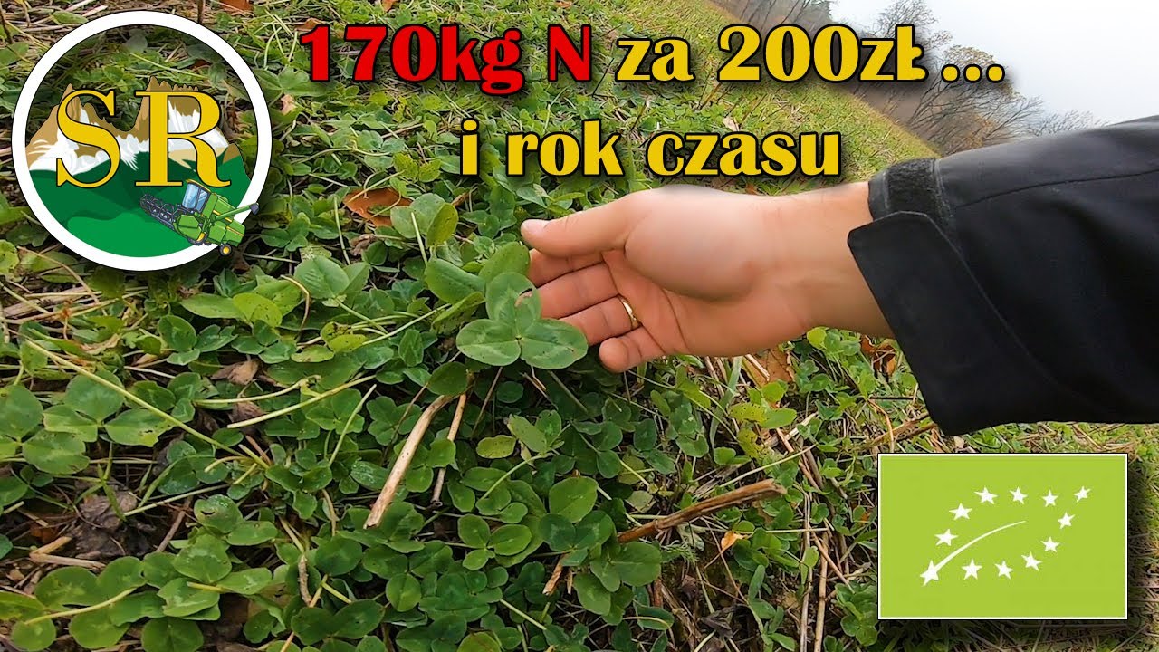 Na koniczynie można zarobić, a azot dostać za darmo! Oddam pierwszy pokos z 10ha! 💪🤠