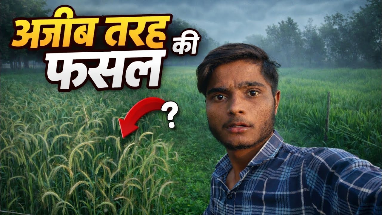 ऐसी फसल पहले कभी नहीं देखी होगी || Aisi Fasal Pahle Kabhi Nahin Dekhi Hogi || Tarun Vlog ||