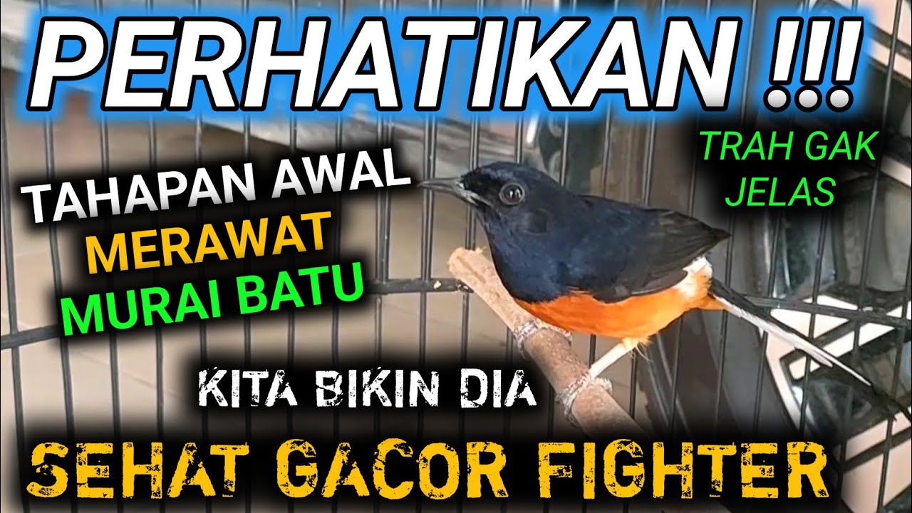 INI TAHAPAN AWAL CARA MERAWAT MURAI BATU AGAR SEHAT MURAI BATU GACOR BONGKAR MATERI