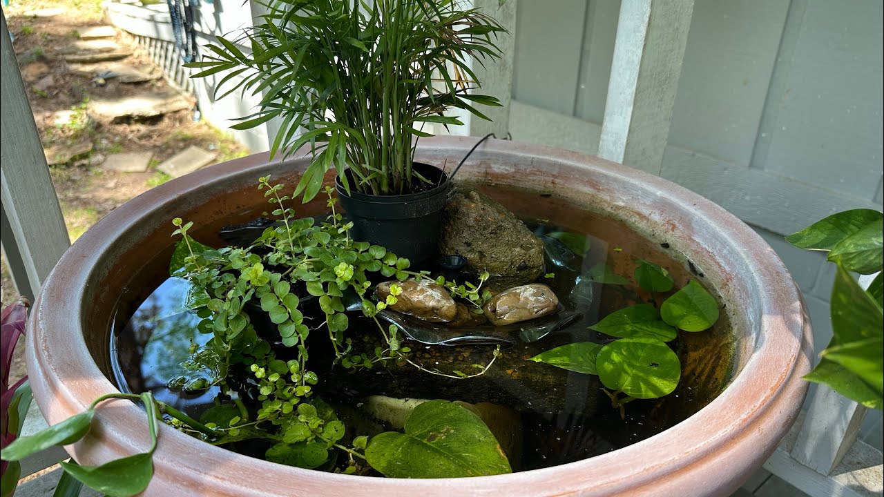 Medaka (Japanese Rice Fish) Egg Harvesting
