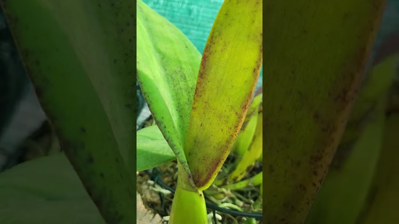 Comment je fixe les orchidées sur plaque de liège : Orchidées en Algarve