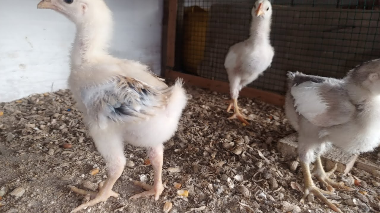 Projet D'amélioration Poulets Local | Phase 2 😍❤️