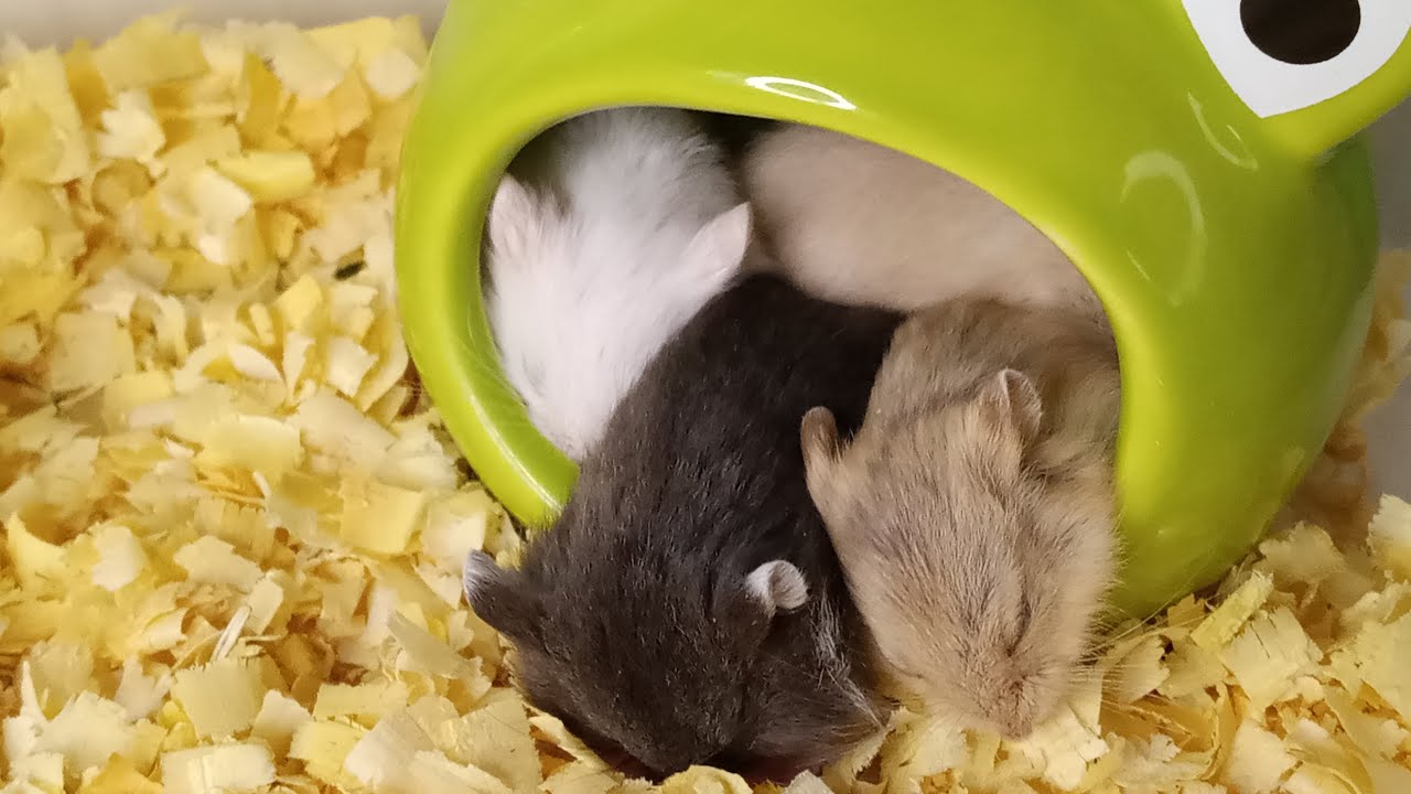 🐹✨ Hamster Baby Rex LIVE | Tiny Paws, Big Cuteness 💕