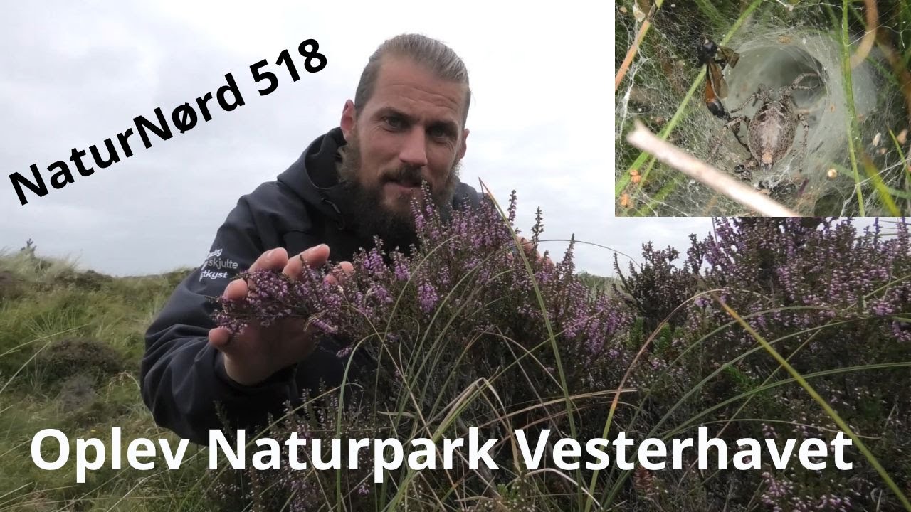 NATURPARK VESTERHAVET - HJEMSTED FOR DANMARKS H&Oslash;JESTE KLITTOP