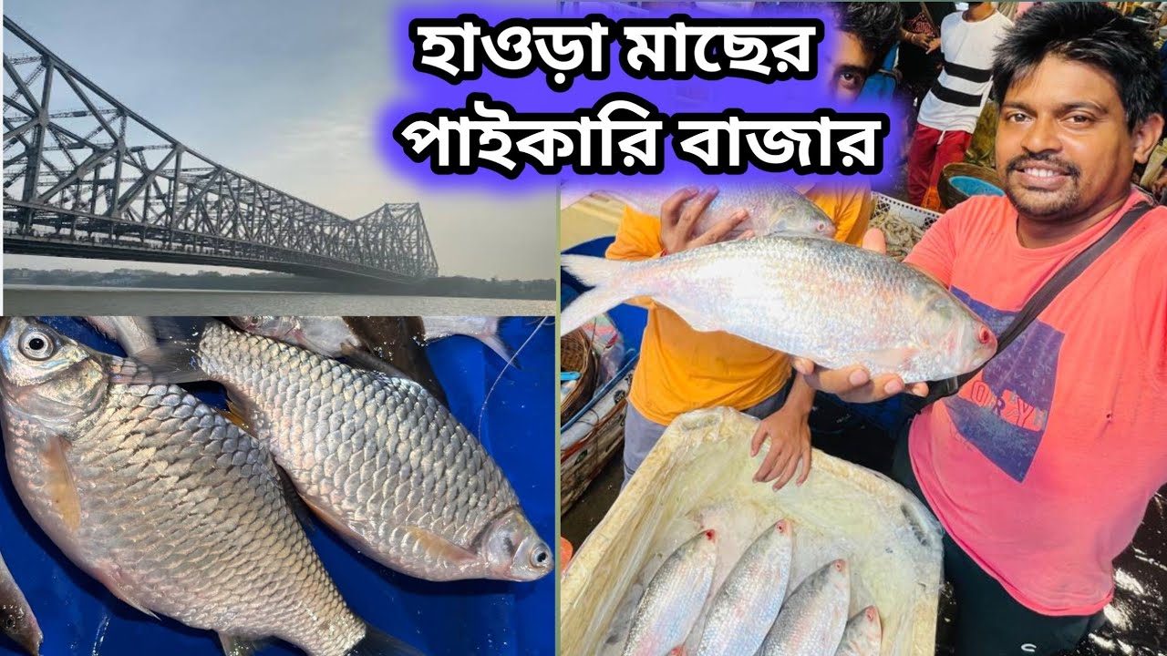 howrah wholesale fish market hilsha price || হাওড়া মাছের পাইকারি বাজারে ইলিশ মাছ সস্তা #fish