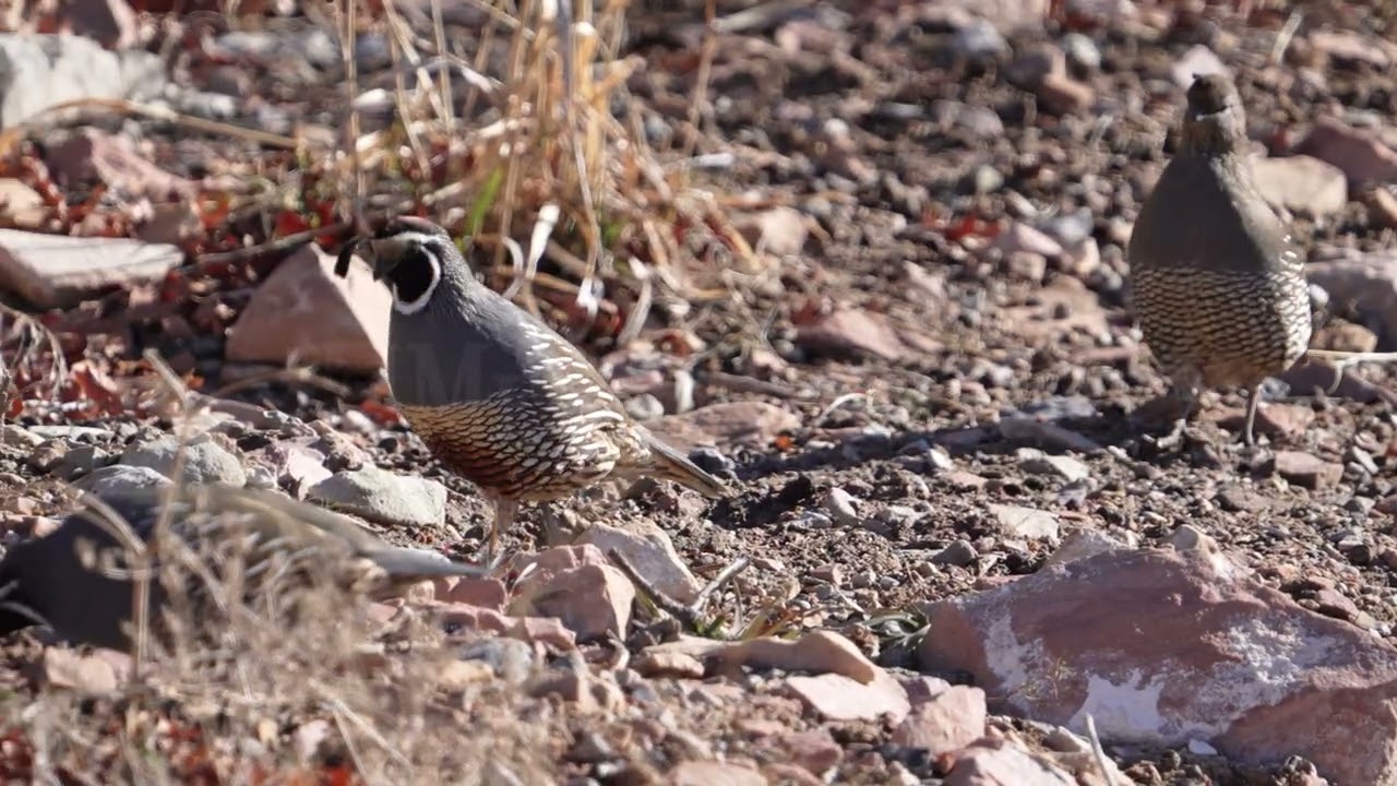 Stock Video - California Quail moving through the wilderness in Utah