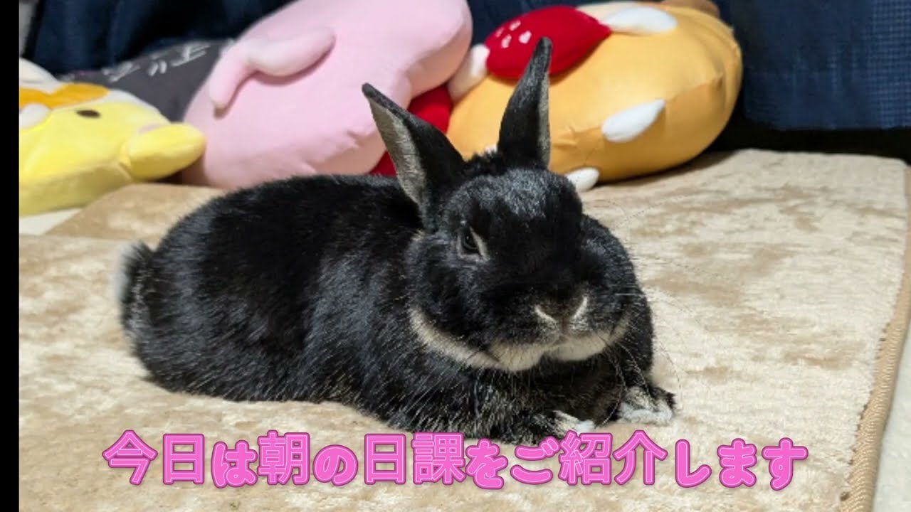 うさぎのele 〜モーニングルーティンvlog 2026ver1〜