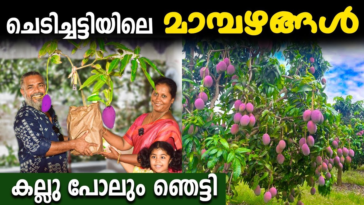 ചെടിച്ചട്ടിയിലെ മാമ്പഴങ്ങള്‍|60വെറൈറ്റി മാമ്പഴവും കഴിക്കാം തൈകളും വാങ്ങാം|MANGO FEST WITH RAJ KALESH