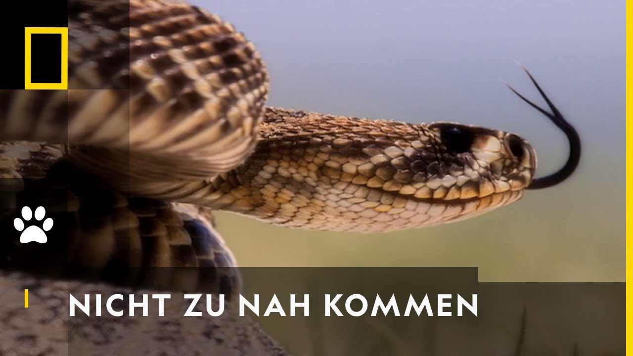 Ein gefährlicher Biss! | Reich der Schlangen