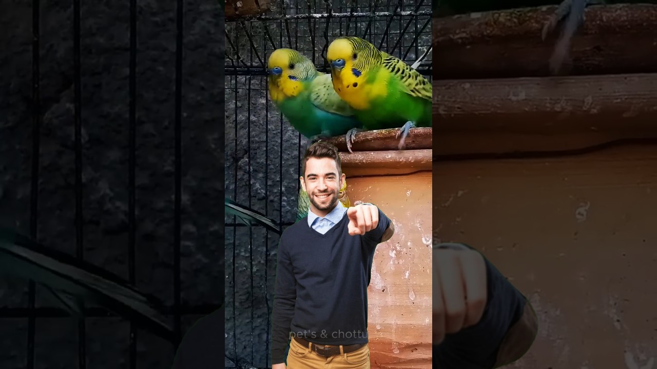 How To Keep🐦Birds Healthy During 🥶 Cold Weather #birds #birdslover #shortsfeed #parrot #parakeet