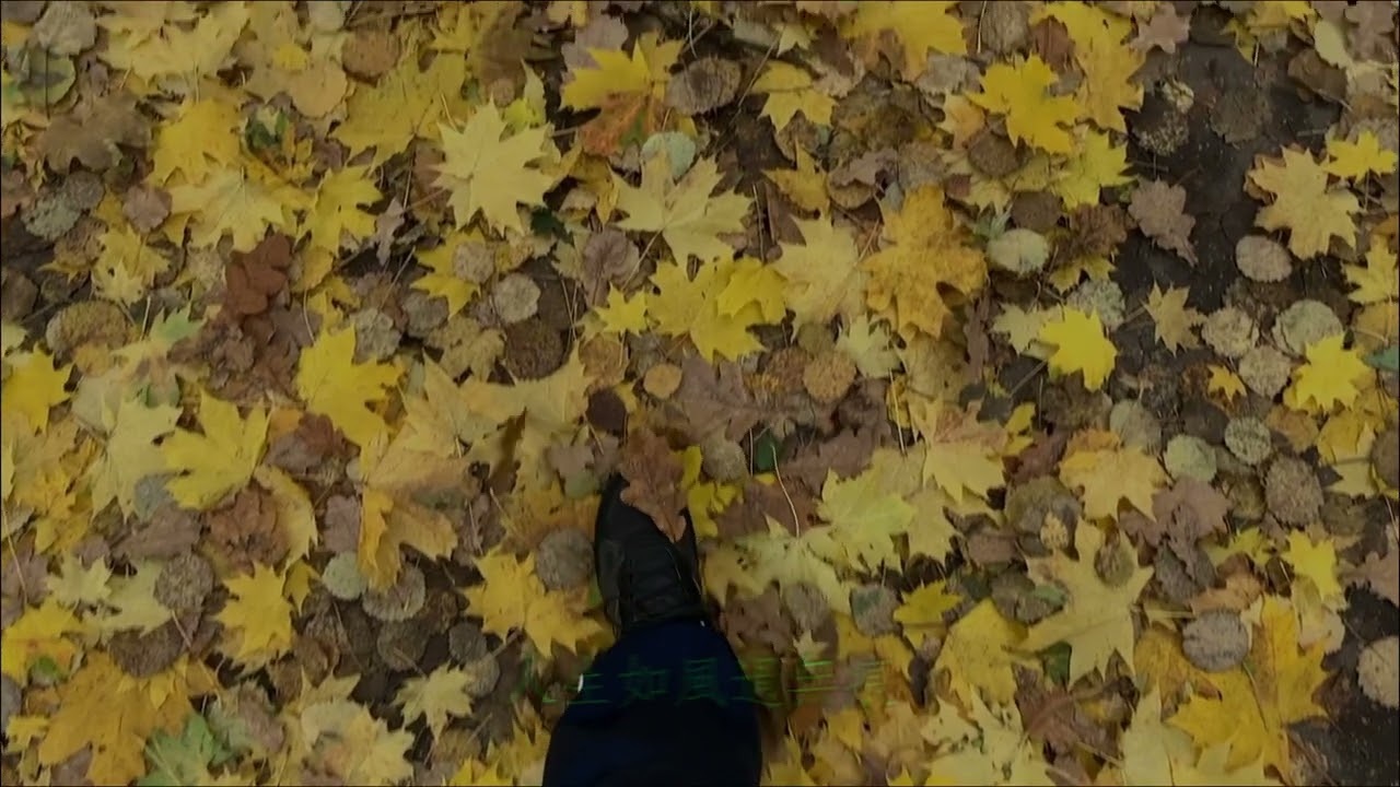 《初探禪徑》｜05 風過無痕｜(Zen)The wind leaves no trace｜#Zen Il vento non lascia traccia