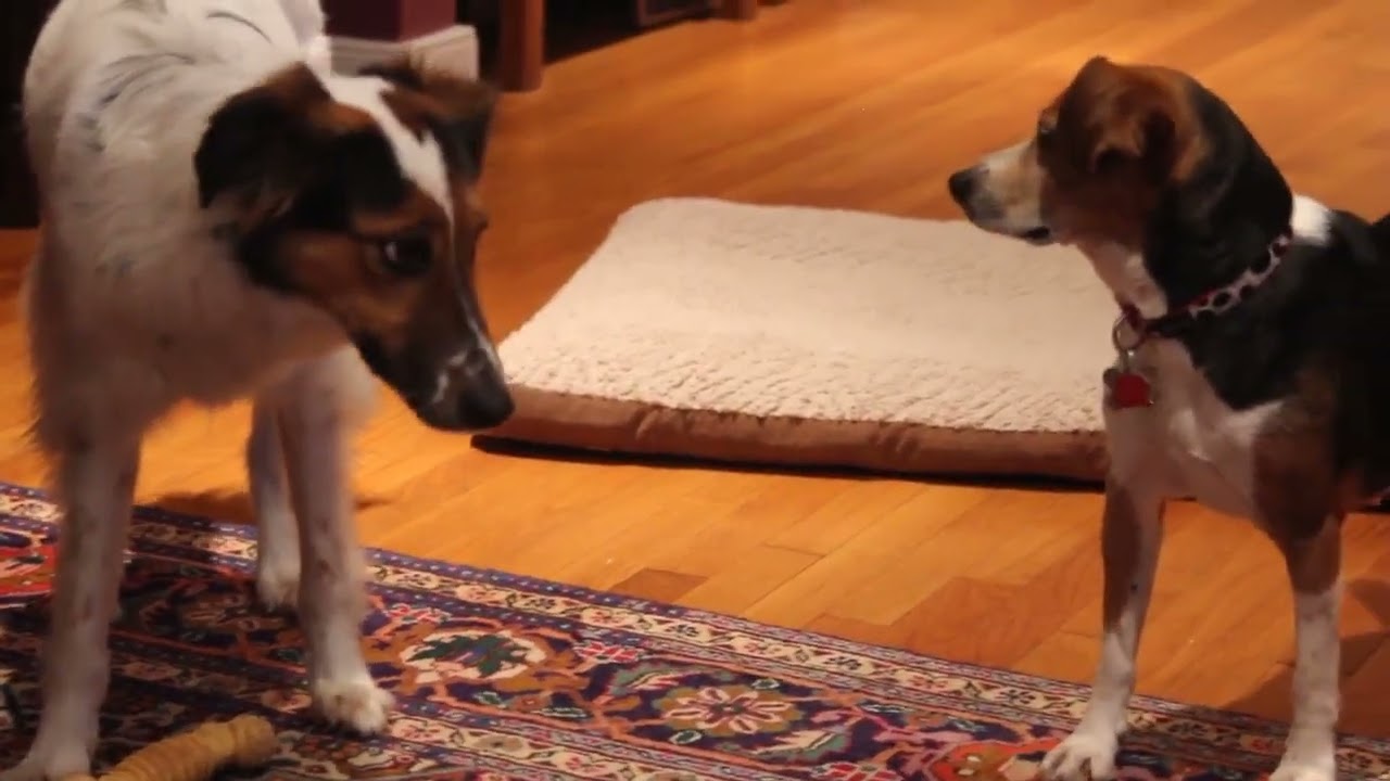 Clever beagle flirts a toy away from another dog