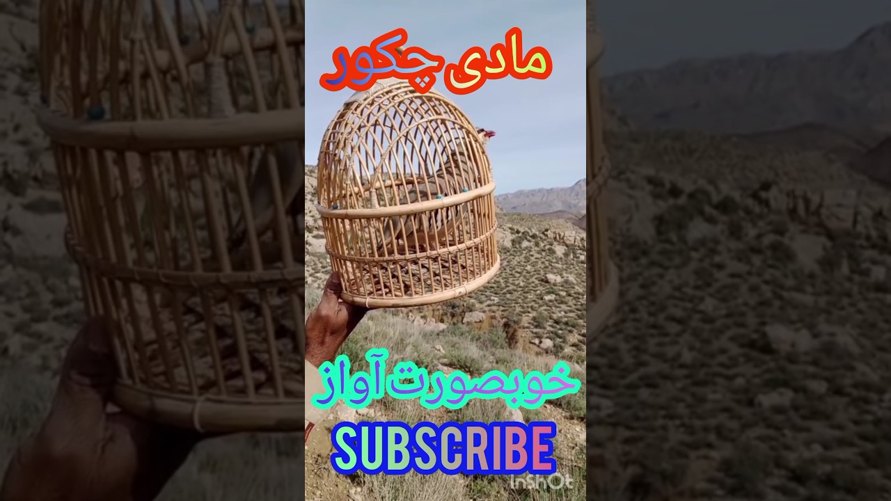 Madi Chakor awaz مادی چکور آواز Short vlog-Subscribe My YouTube Channel@KeklikSevdallar@KeklikTv