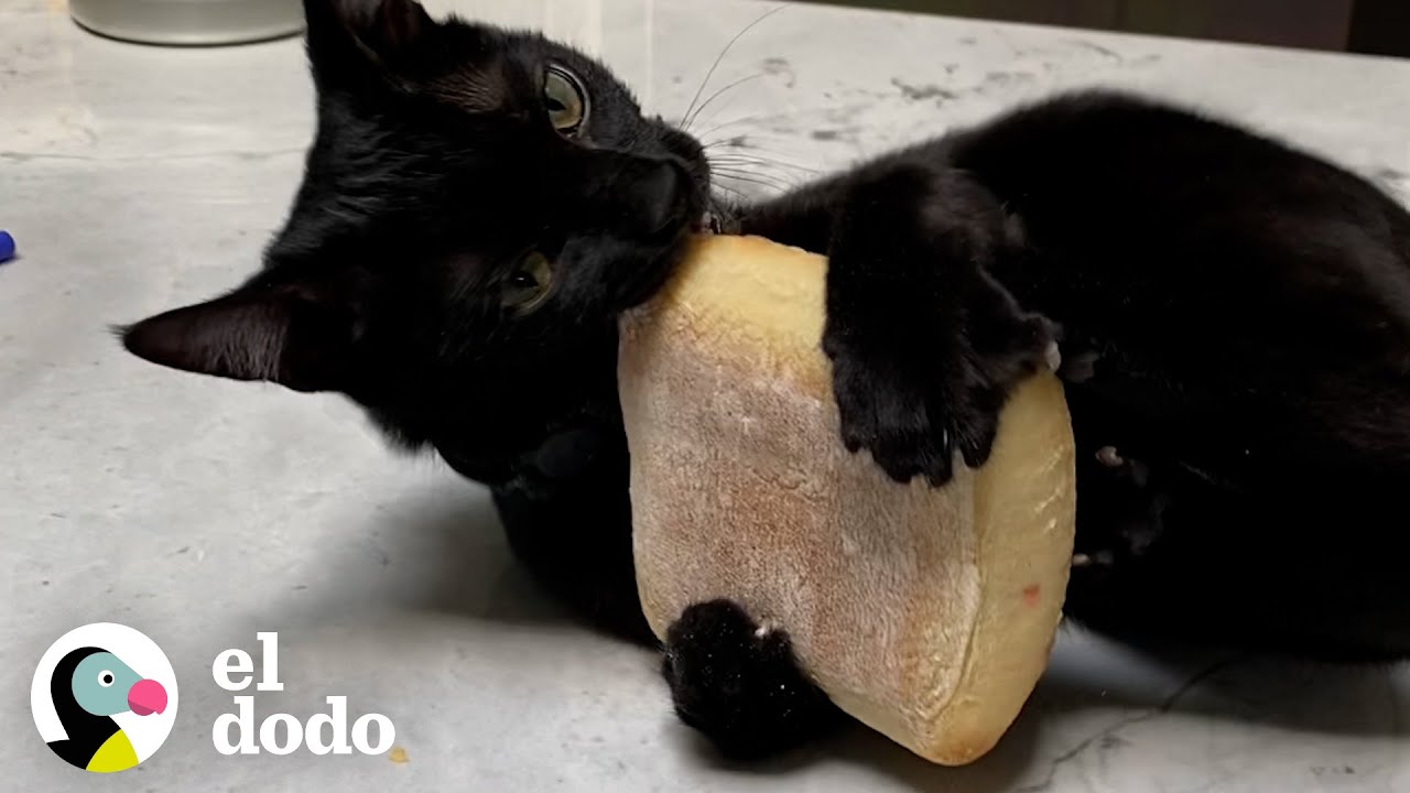 Gato está obsesionado con el pan de esta tienda | El Dodo