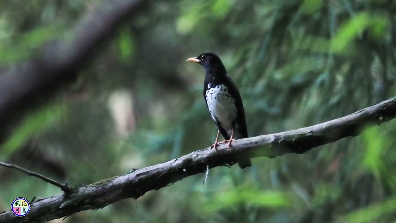 野鳥動画　夕暮れのいつもの林道でクロツグミ