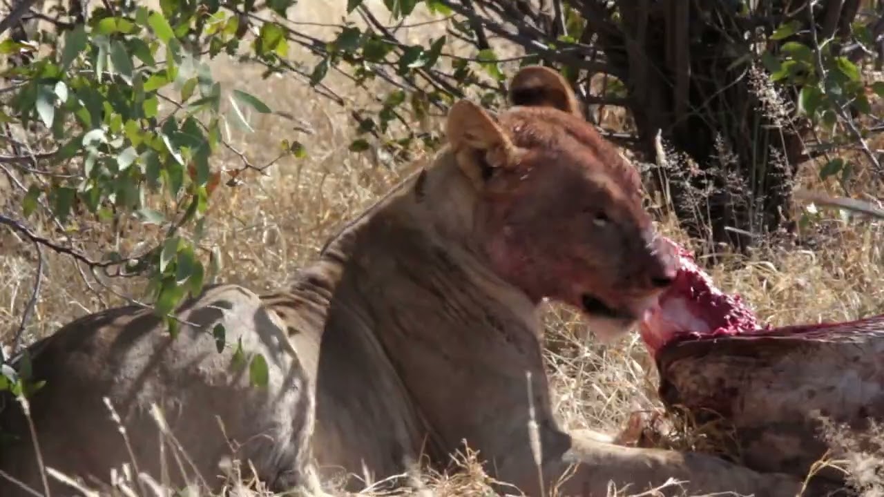 Episode 2: Lounging Lions – Ongava Game Reserve