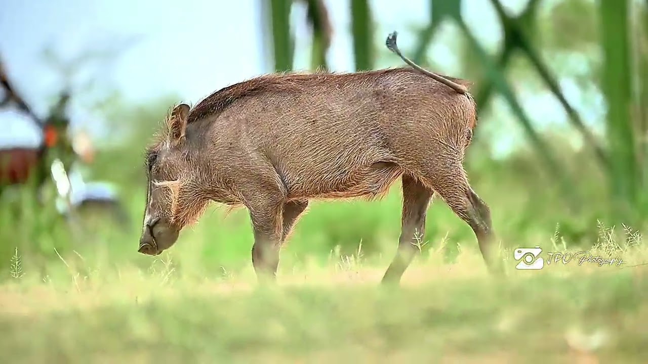 This Warthog Walks Like It Owns the Savannah | Slow Motion Wildlife