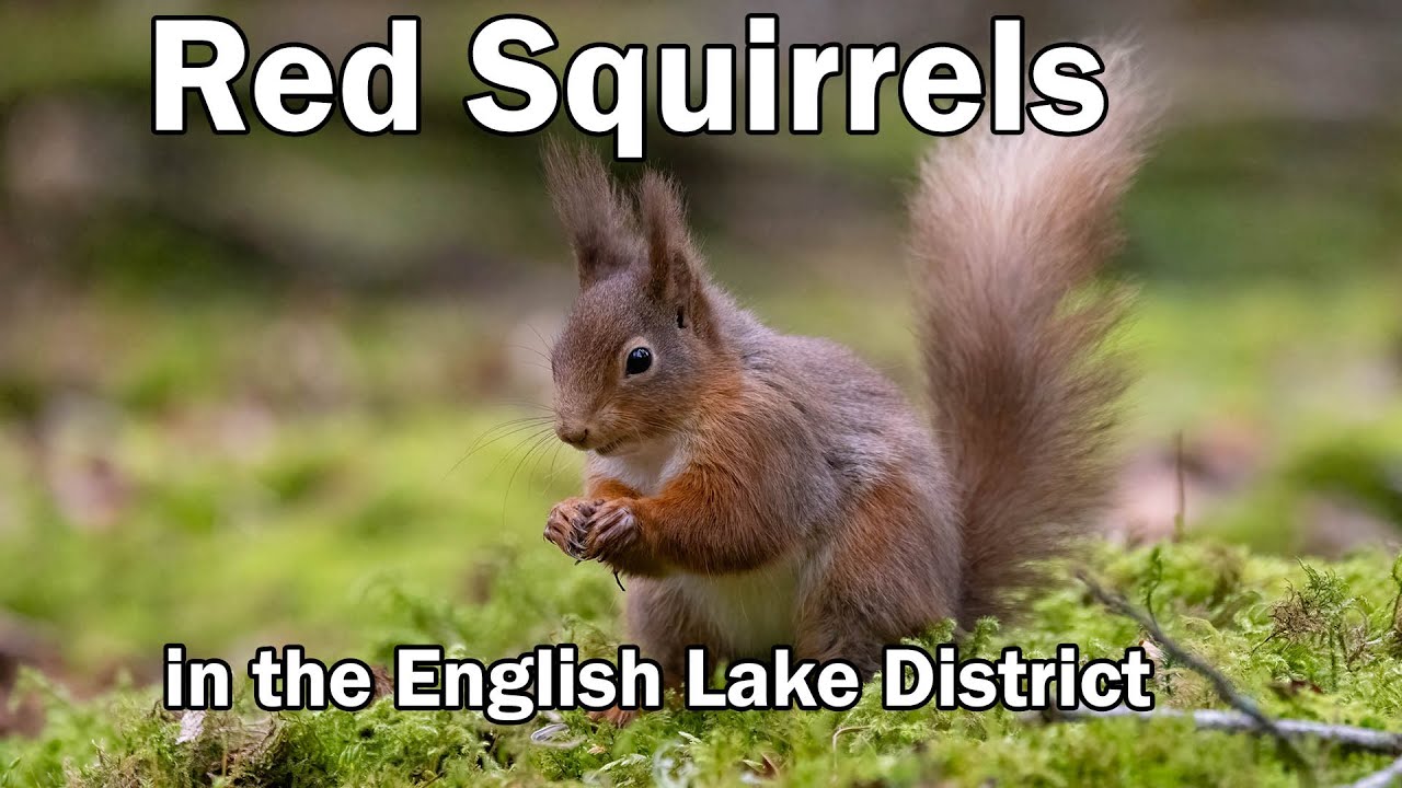 Photographing Red Squirrels In The English Lake District in 4k