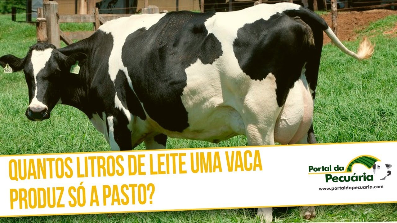 Quantos litros de leite uma vaca produz s&oacute; a pasto?