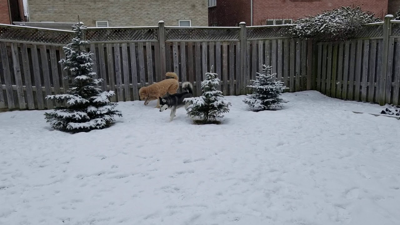 Bailey and Seven having backyard playtime together.
