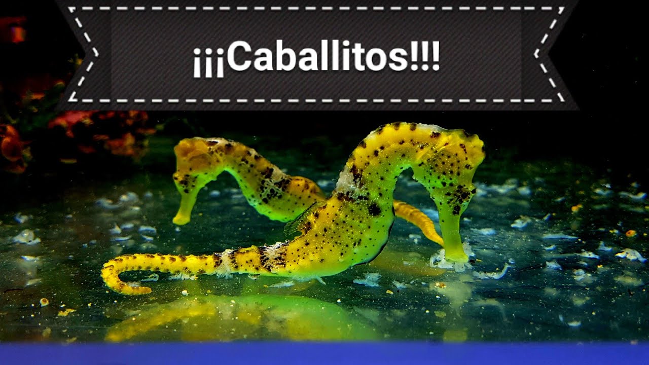Caballitos de mar / Acuarios 4k