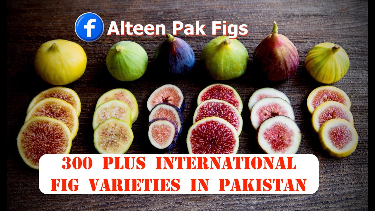300 Plus International Fig Varieties in Pakistan || Alteen Pak Figs || Pakistan