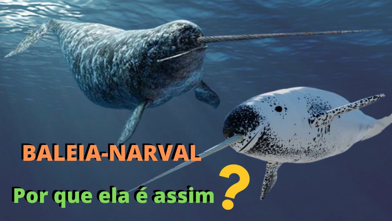 UNICÓRNIO DO MAR! BALEIA-NARVAL - UM DOS ANIMAIS MAIS INCRÍVEIS DO MUNDO! UMA ESPÉCIE BEM DIFERENTE!