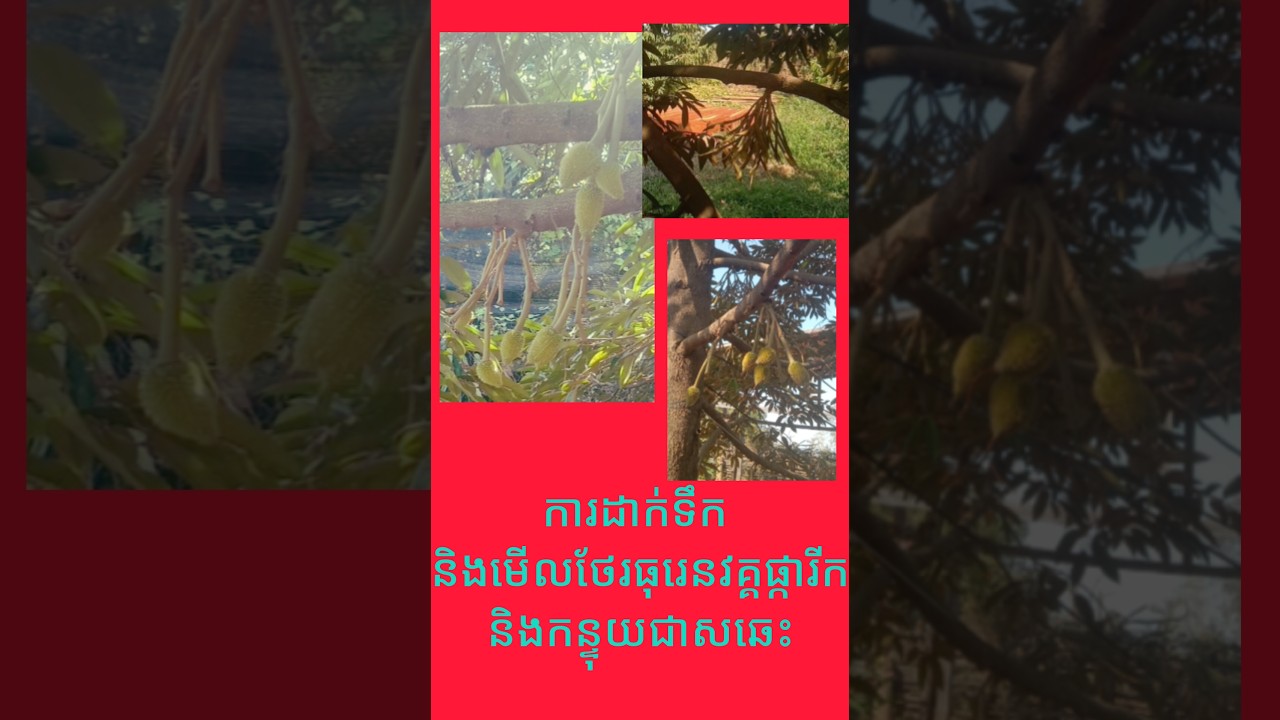 ការដាក់ទឹកធុរេនពេលផ្កា