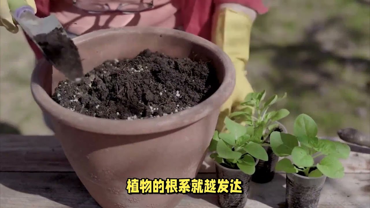 一盆花放几粒复合肥？才能根肥枝旺，花开满盆