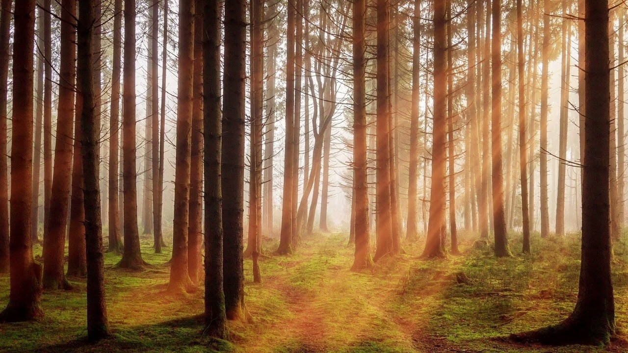 Peaceful piano music for relax, sleep and meditation | 1hour | Reverie by Scott Buckley