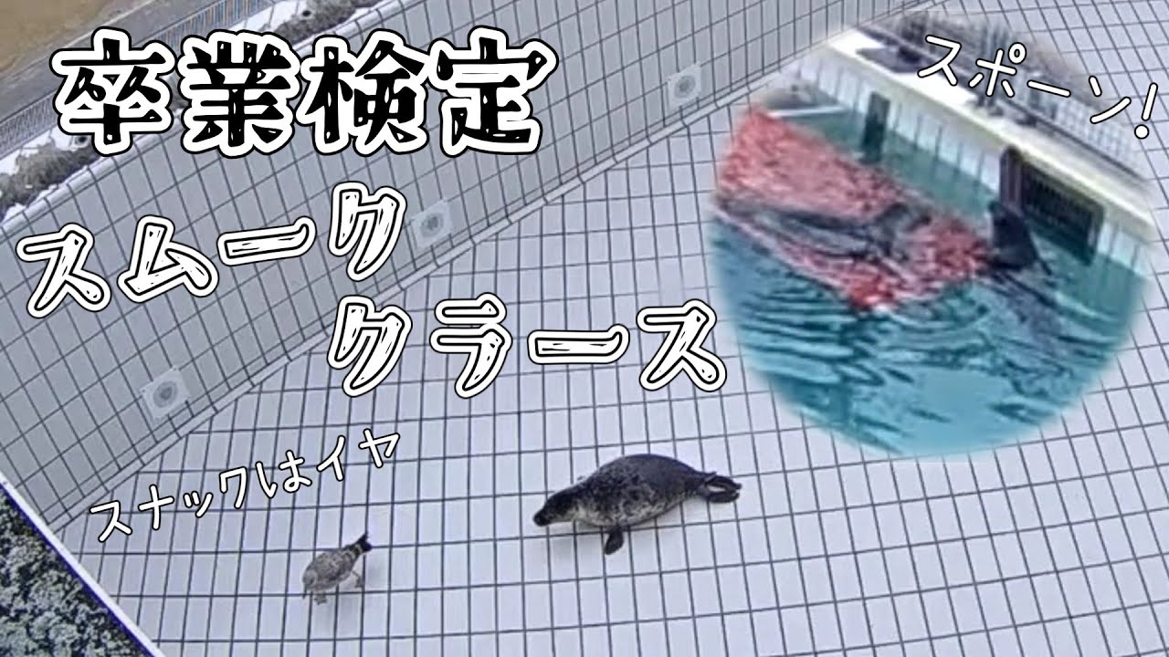 卒業間近の体重測定 おもちゃの浮きがスポーンと飛び出る!園児の反応は?!【アザラシ幼稚園】