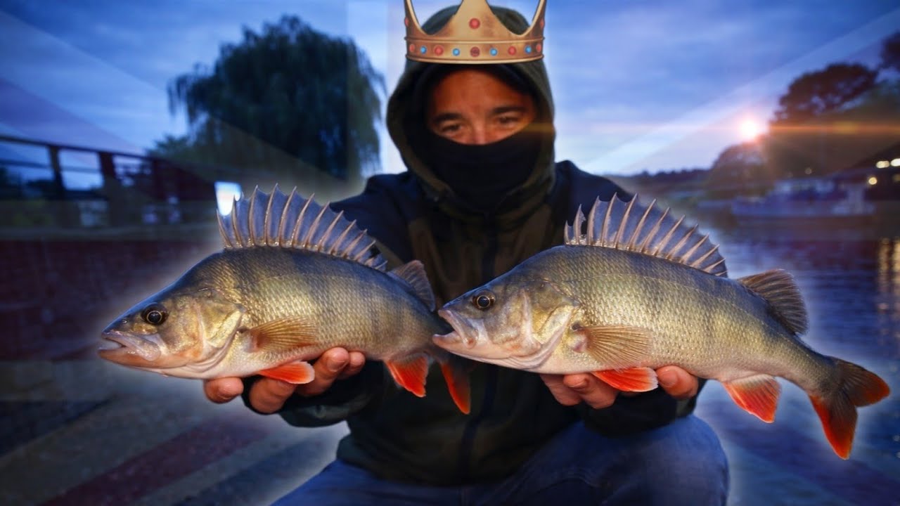 I met the 👑 King 👑 of England Perch Fishing! (He ALWAYS catches 🤯 🇬🇧 🎣) 