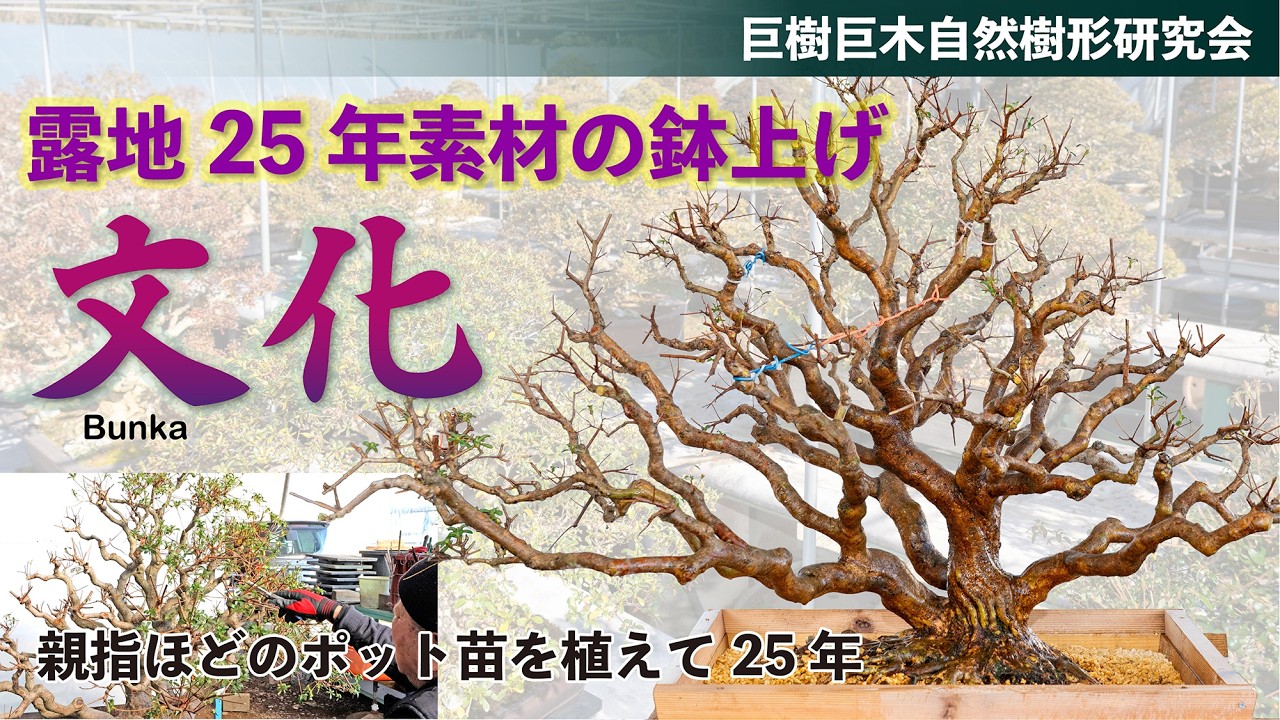 「文化」露地25年素材の鉢上げ　巨樹巨木自然樹形研究会