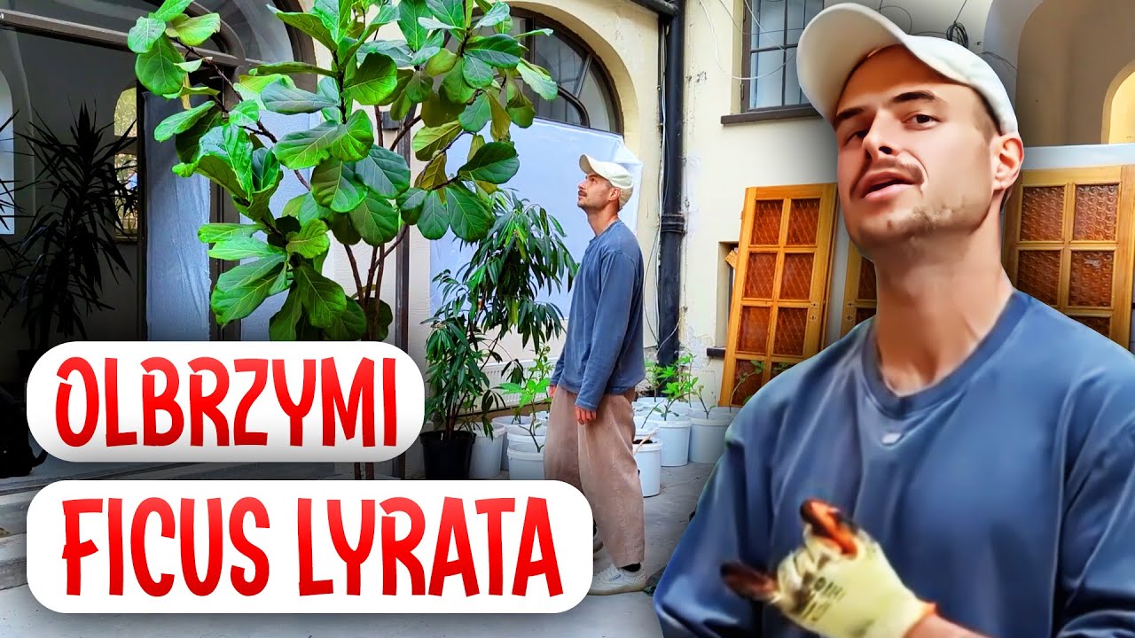 Niesamowity Ficus Lyrata - 20 lat, 4 metry!