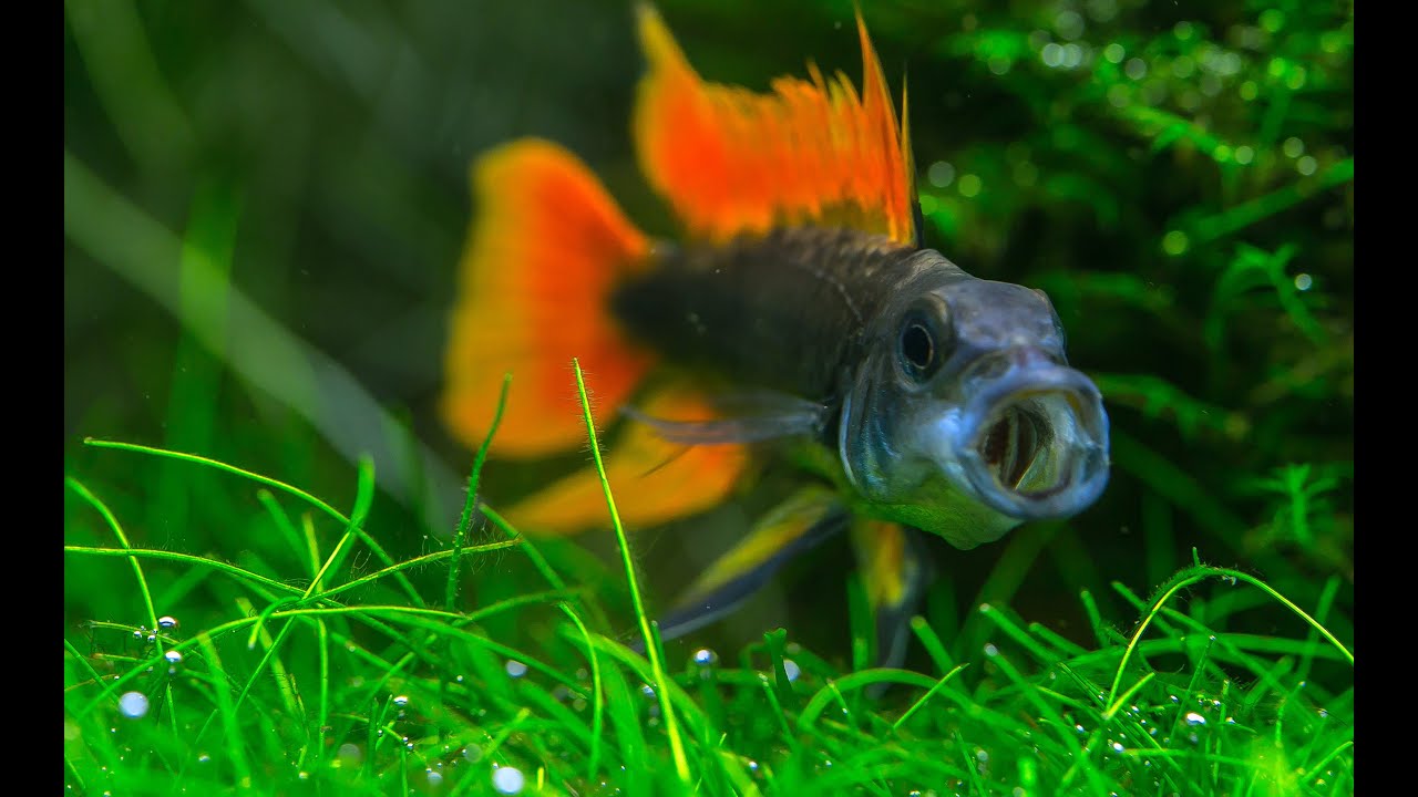 Apistogramma Cacatuoides
