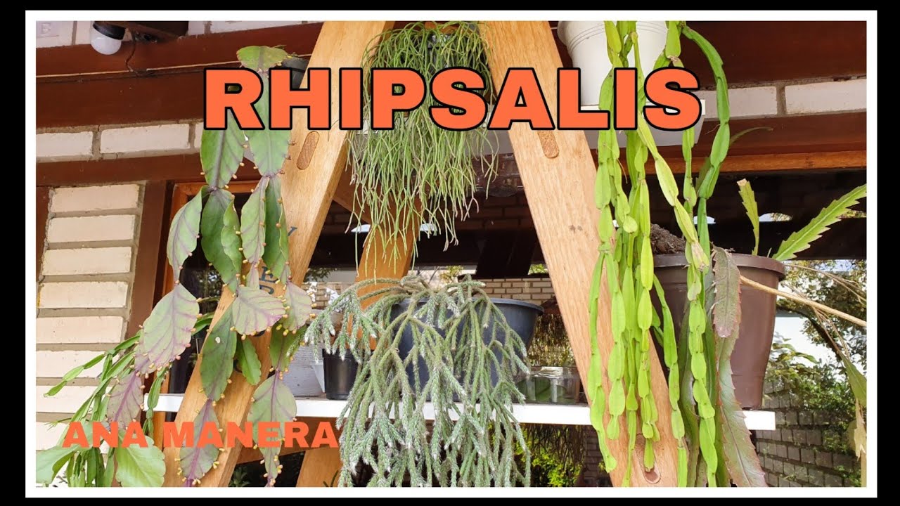 MINHA COLEÇÃO DE RHIPSALIS E  SUAS IDENTIFICAÇÕES