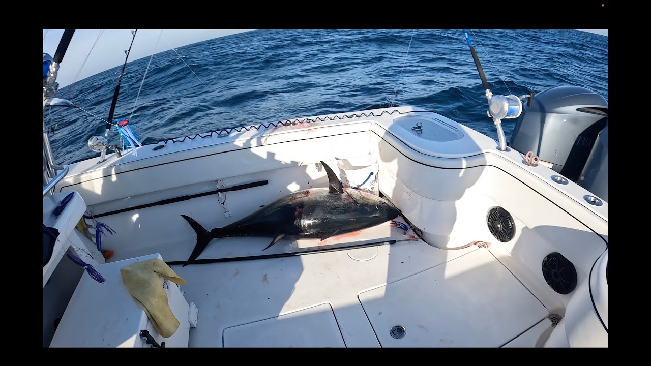 HUGE Tuna close to the beach in Ocean City Maryland