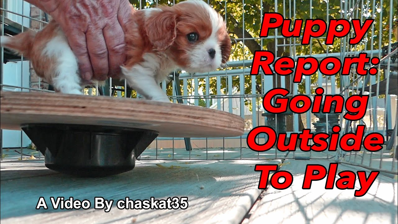 Puppy Report: Going Outside To Play