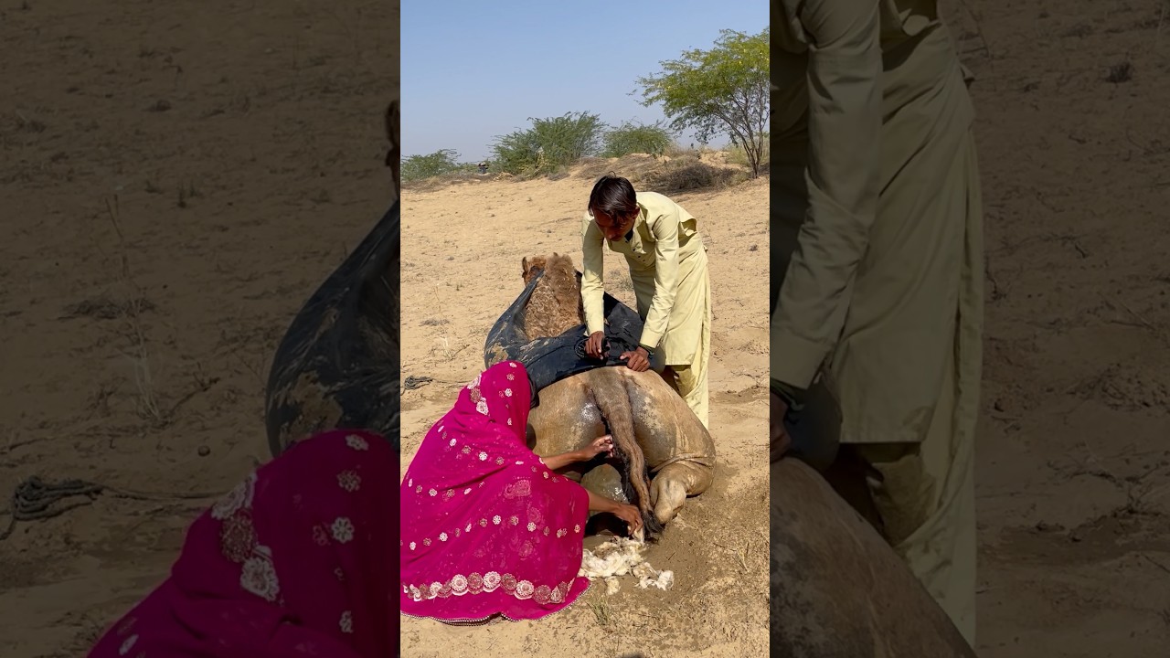 Desert Culture & Camel Life#Shorts