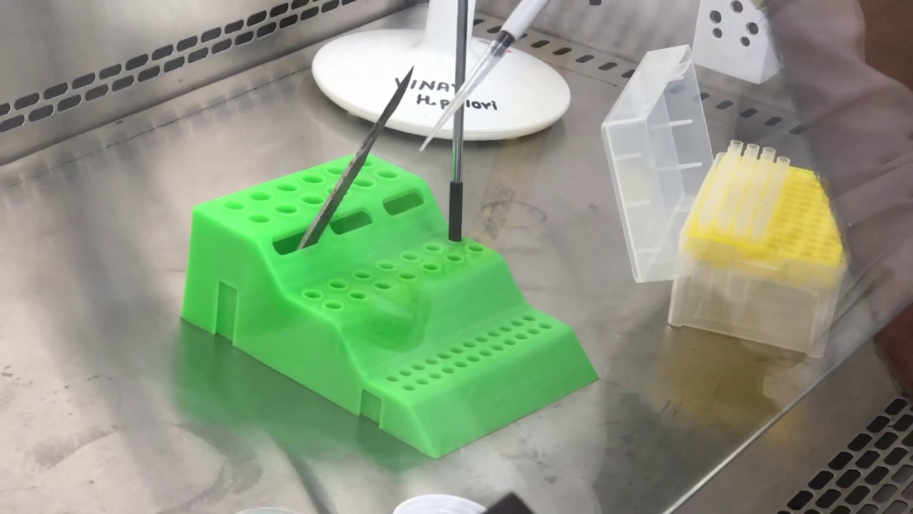How to Process tissue for Helicobacter pylori culture