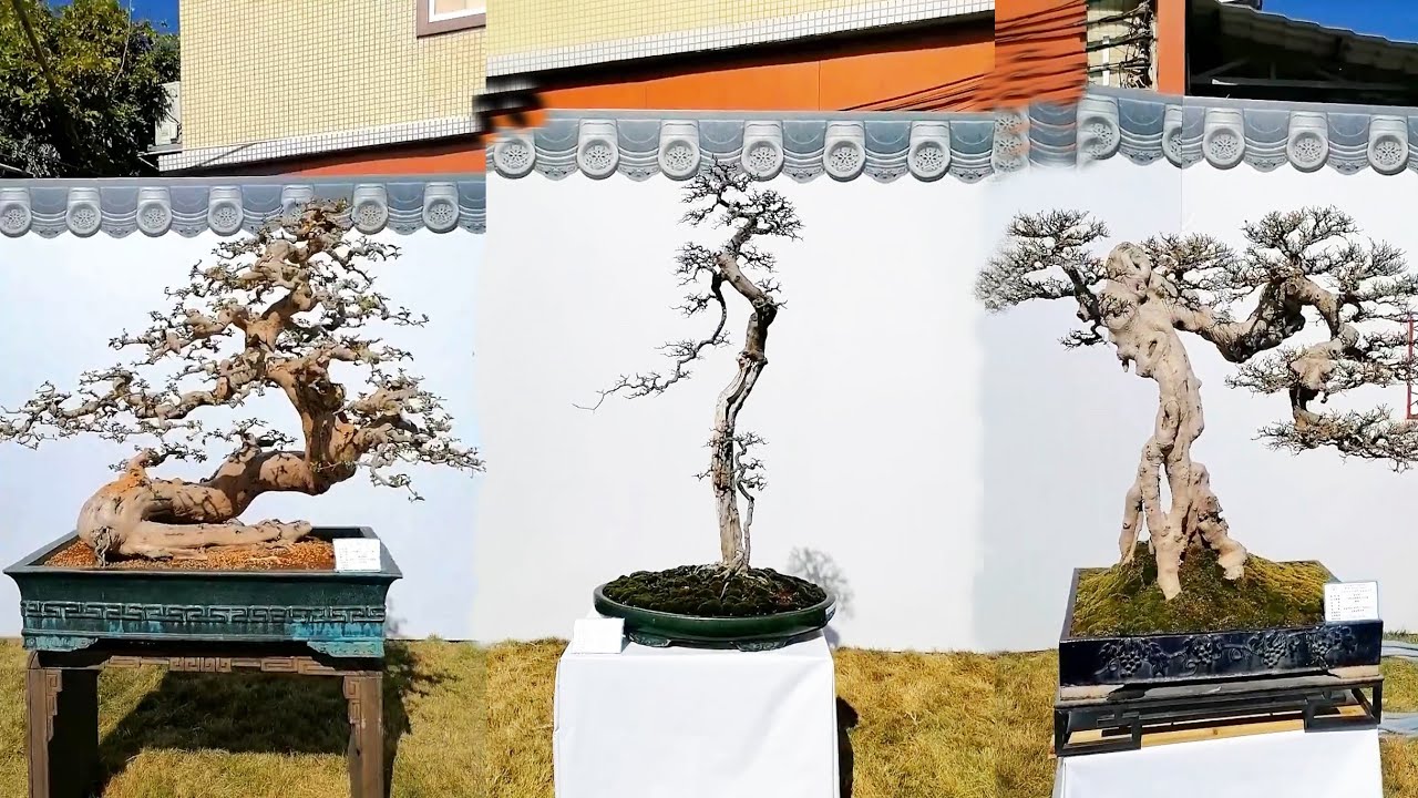 Tham khảo triển lãm bonsai Quảng Đông 2022